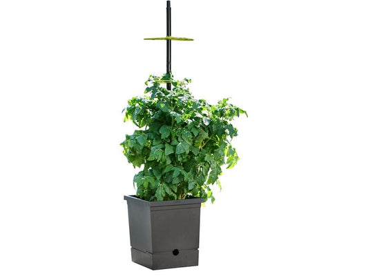 Romberg | Tomatentopf mit Selbstbewässerung | mit flexiber Rankhilfe