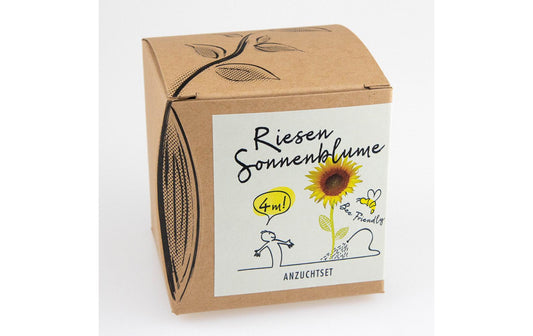 Anzucht Riesensonnenblume