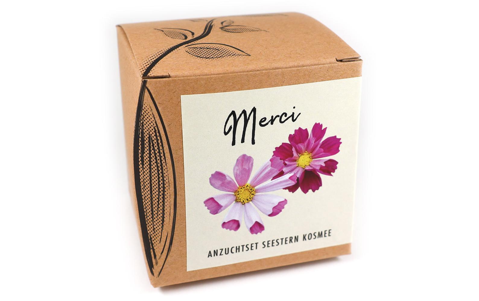 Anzucht Merci