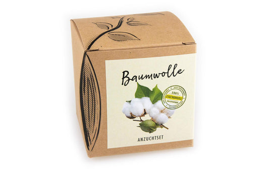 Anzucht Baumwolle