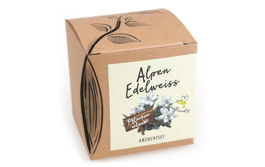 Anzucht Alpenedelweiss