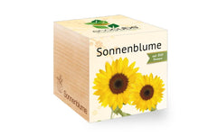 Sonnenblume BIO
