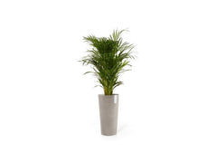 Ecopots | Amsterdam High | Robuster und langlebiger Blumentopf