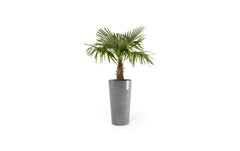 Ecopots | Amsterdam High | Robuster und langlebiger Blumentopf