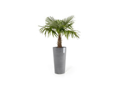 Ecopots | Amsterdam High | Robuster und langlebiger Blumentopf