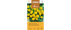 Samen Mauser | Tagetes Zitronentropfen | Tagetes patula