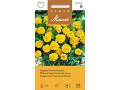 Samen Mauser | Tagetes Zitronentropfen | Tagetes patula