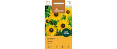 Sonnenblume Piccolo