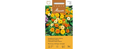 Ringelblume Gitana Fiesta Misch.