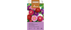Aster Prinzess Mischung