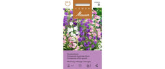 Glockenblume grossblumige Mischung