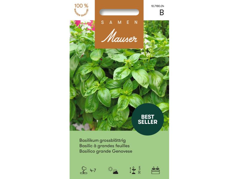 Samen Mauser | Basilikum grossblättrig | Ocimum basilicum