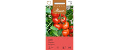 Tomate Harzglut