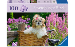 Süsser kleiner Hund