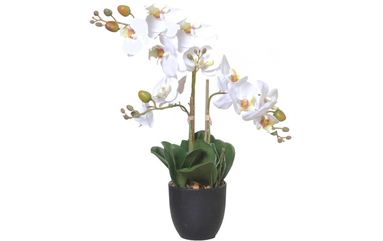 Chalet Orchidee im Topf 42cm