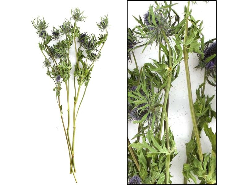 CHALET | Eryngium Bund | 60x10x10cm natur