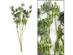 CHALET | Eryngium Bund | 60x10x10cm natur