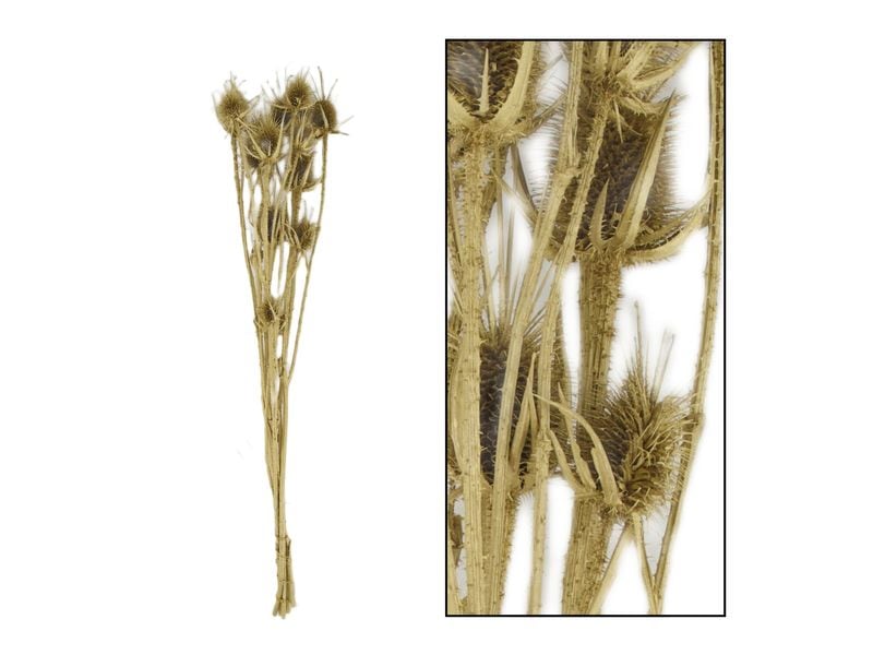 CHALET | Distel 50gr natur | 60x22x12cm goldwash