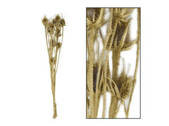 CHALET | Distel 50gr natur | 60x22x12cm goldwash