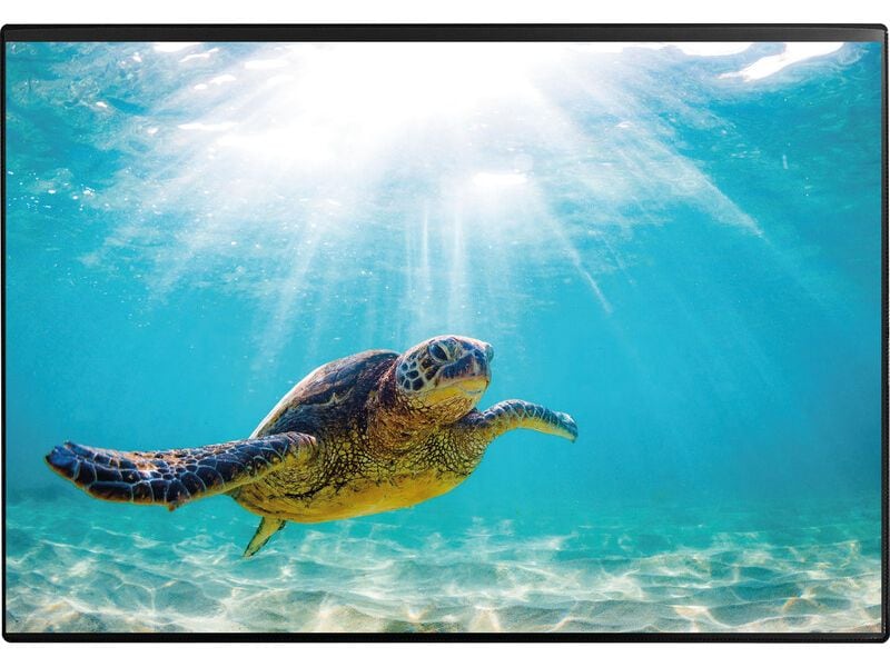 Kolma | Schreibunterlage Poster, Schildkröte | 50 x 34 cm
