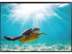 Kolma | Schreibunterlage Poster, Schildkröte | 50 x 34 cm