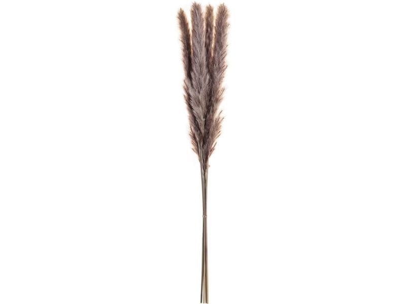 EGLO | Trockenblume GUIPOS | Farbe: Natur