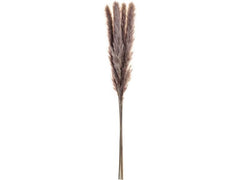 EGLO | Trockenblume GUIPOS | Farbe: Natur