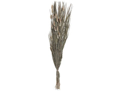 EGLO | Trockenblume GUIPOS | Farbe: Natur