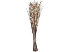 EGLO | Trockenblume HAGONOY | Farbe: Natur