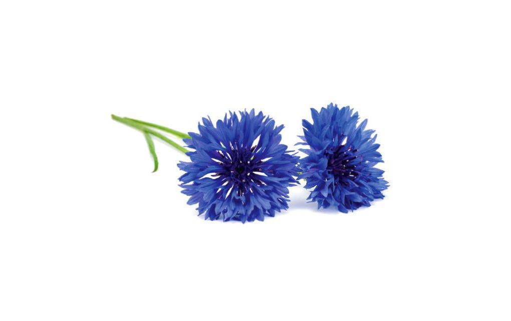 Click and Grow Cornflower