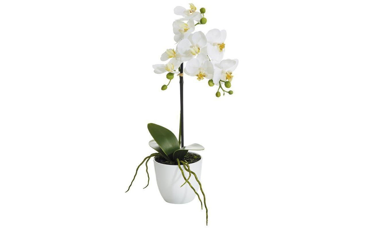 Botanic-Haus Phalenopsis Topf, 1 Rispe