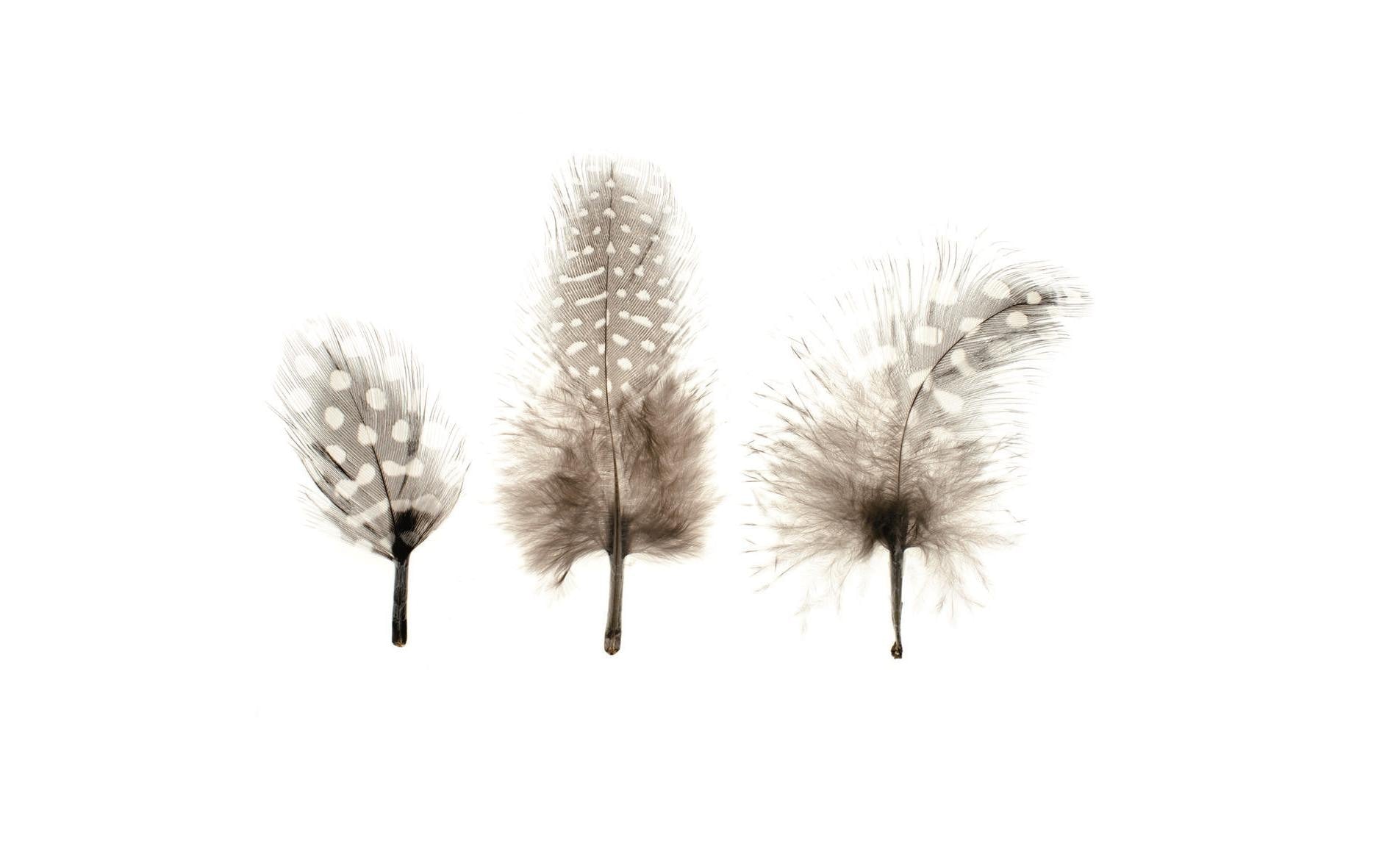Glorex Federn-Perlhuhn