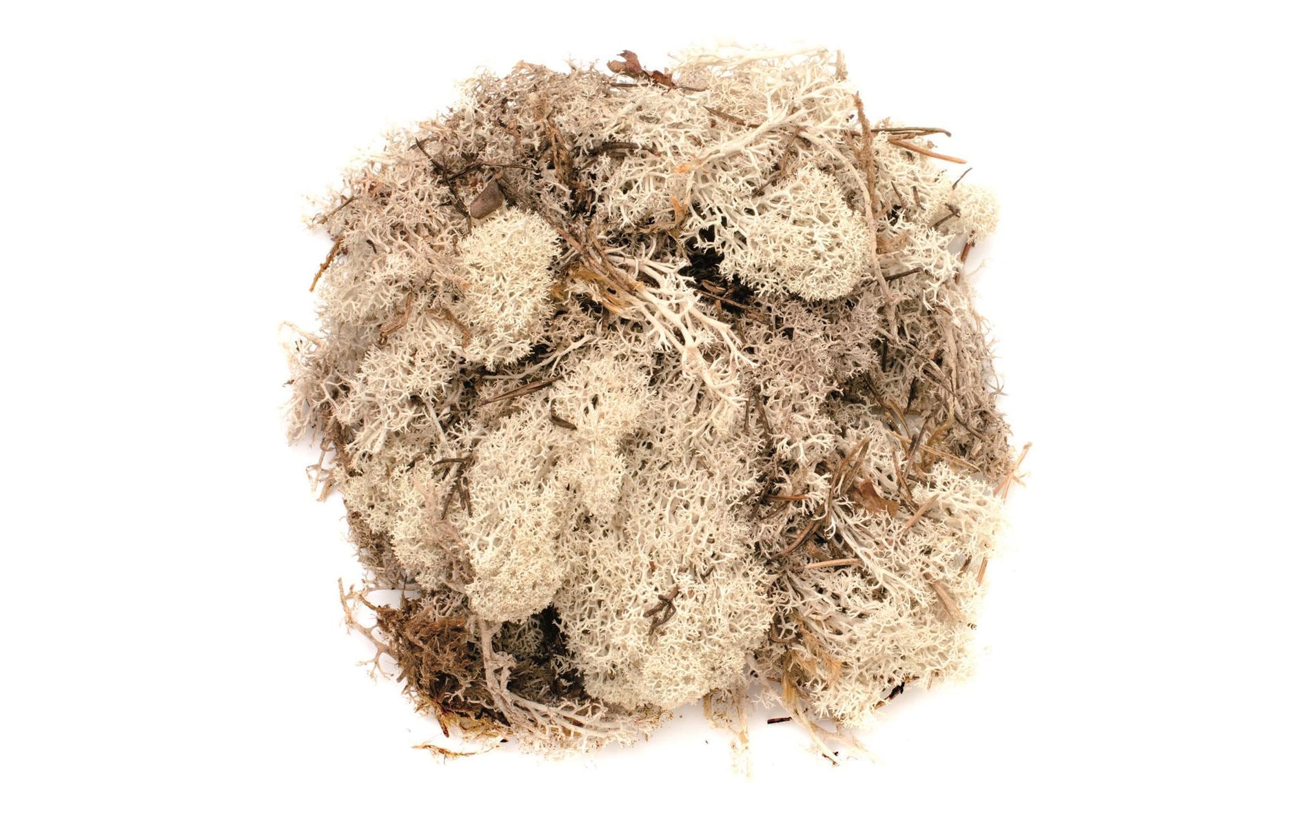 Glorex Islandmoos 50g