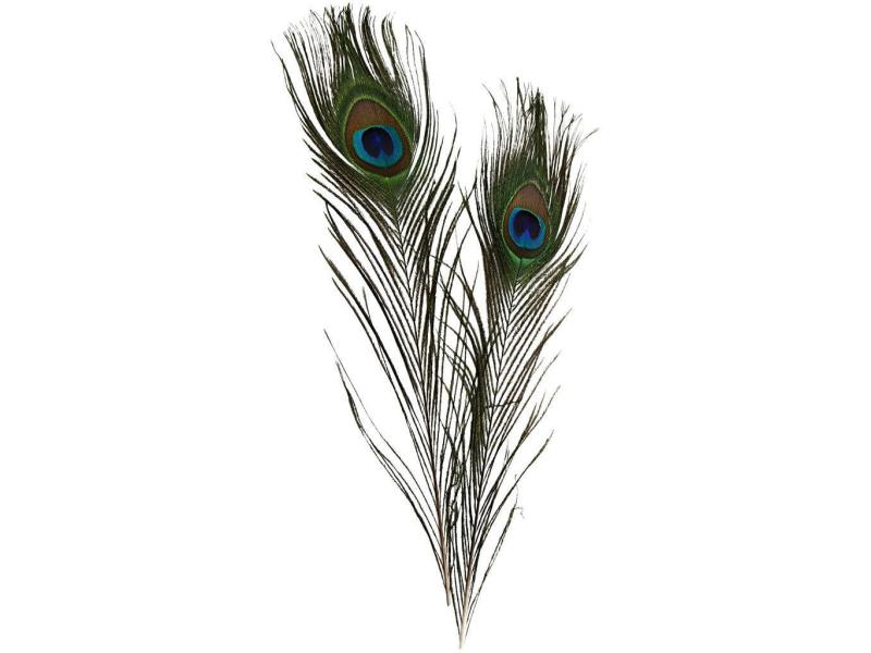 Creativ Company | Pfauenfedern 25 - 30 cm | 10 Stück