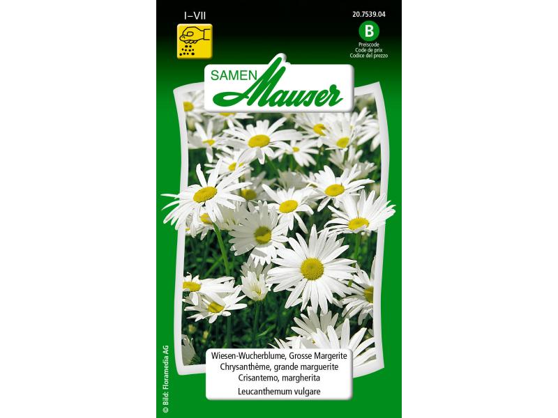 Samen Mauser | WiesenWucherblume, Grosse Margerite | Leucanthemum vulgare