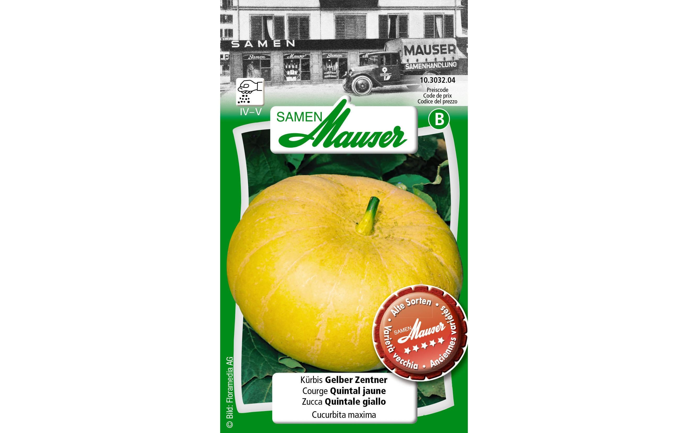 Kürbis Gelber Zentner