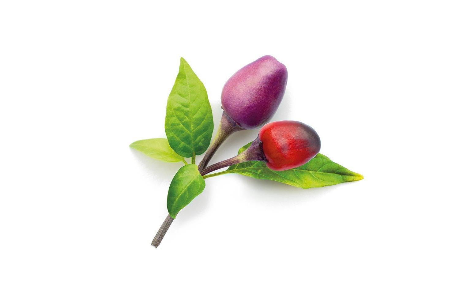 Click and Grow Lila Chilli